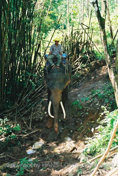 15 Thailand 2002 F1130017 Khao Lak Ausflug Elefantentrekking_478